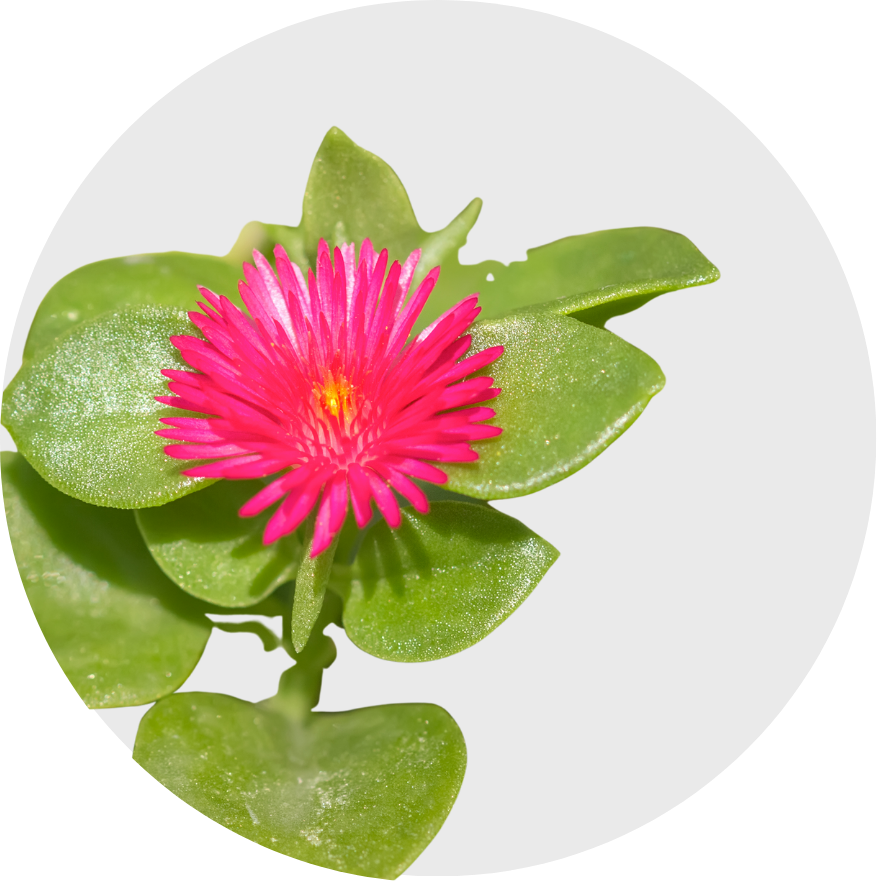 Flores y cubresuelos