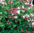 ABELIAS GRANDIFLORA 40cm