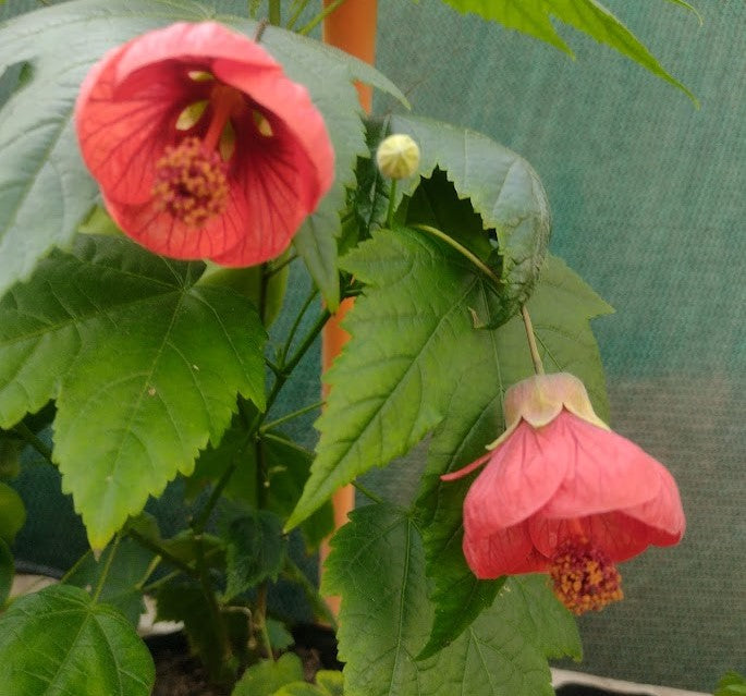 ABUTILON 1,00 A 1,30 M