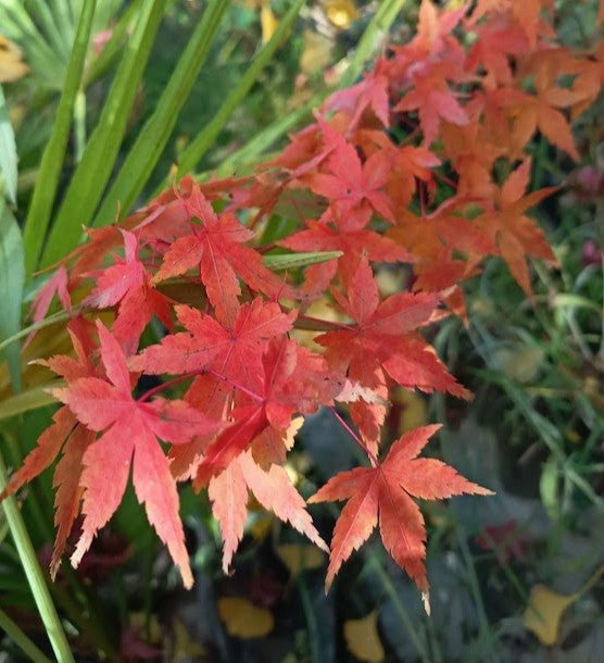 ACER JAPONICO - ACER JAPONICUM 1,50 A 1,80