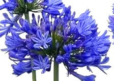 AGAPANTO- AGAPANTHUS AFRICANUS 30 a 40 cm