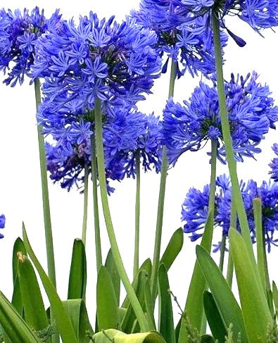 AGAPANTO- AGAPANTHUS AFRICANUS 30 a 40 cm