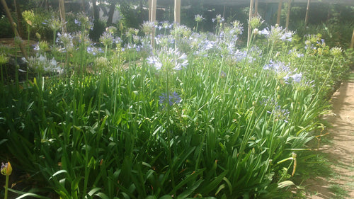 AGAPANTO- AGAPANTHUS AFRICANUS 30 a 40 cm