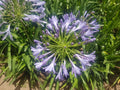 AGAPANTO- AGAPANTHUS AFRICANUS 30 a 40 cm