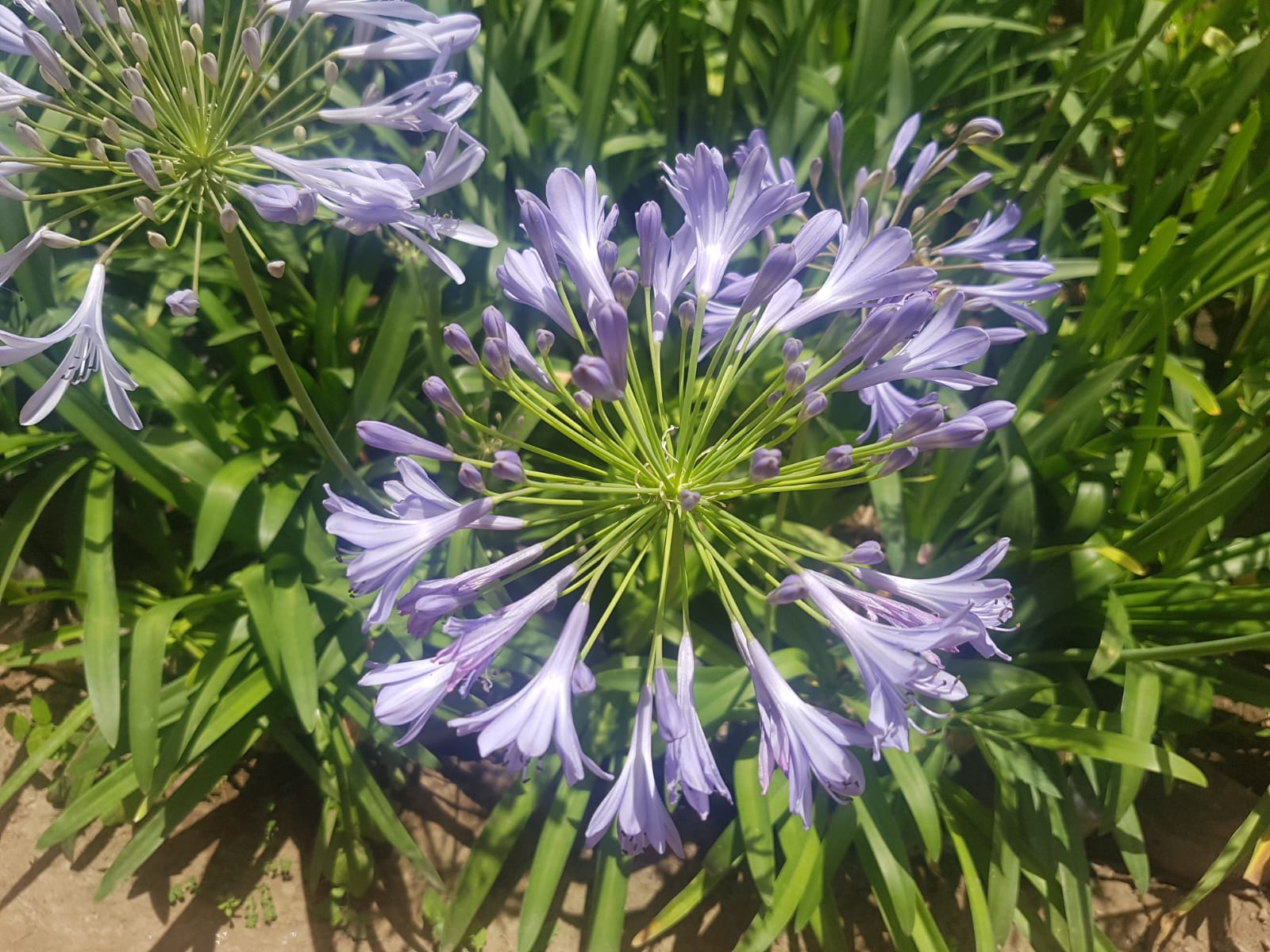 AGAPANTO- AGAPANTHUS AFRICANUS 30 a 40 cm