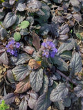 AJUGA MORADA - AJUGA REPTANS