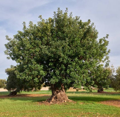 ALGARROBO EUROPEO – CERATONIA SILIQUA  1,00