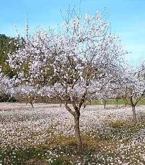 ALMENDRO NON PAREIL- PRUNUS DULCIS VAR. NON PAREIL1,80