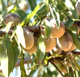 ALMENDRO NON PAREIL- PRUNUS DULCIS VAR. NON PAREIL1,80