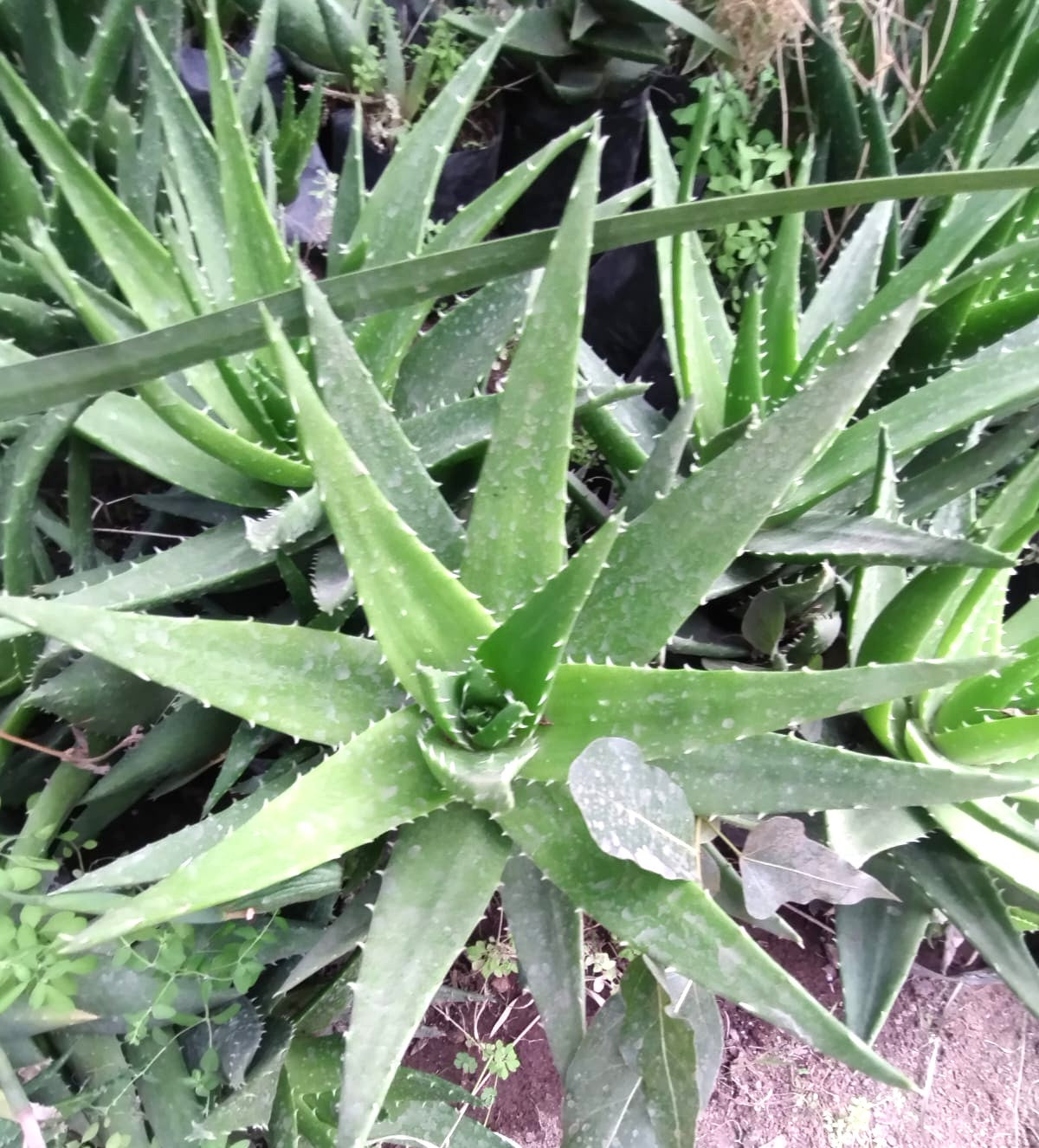ALOE SAPONARIA - ALOE MACULATA