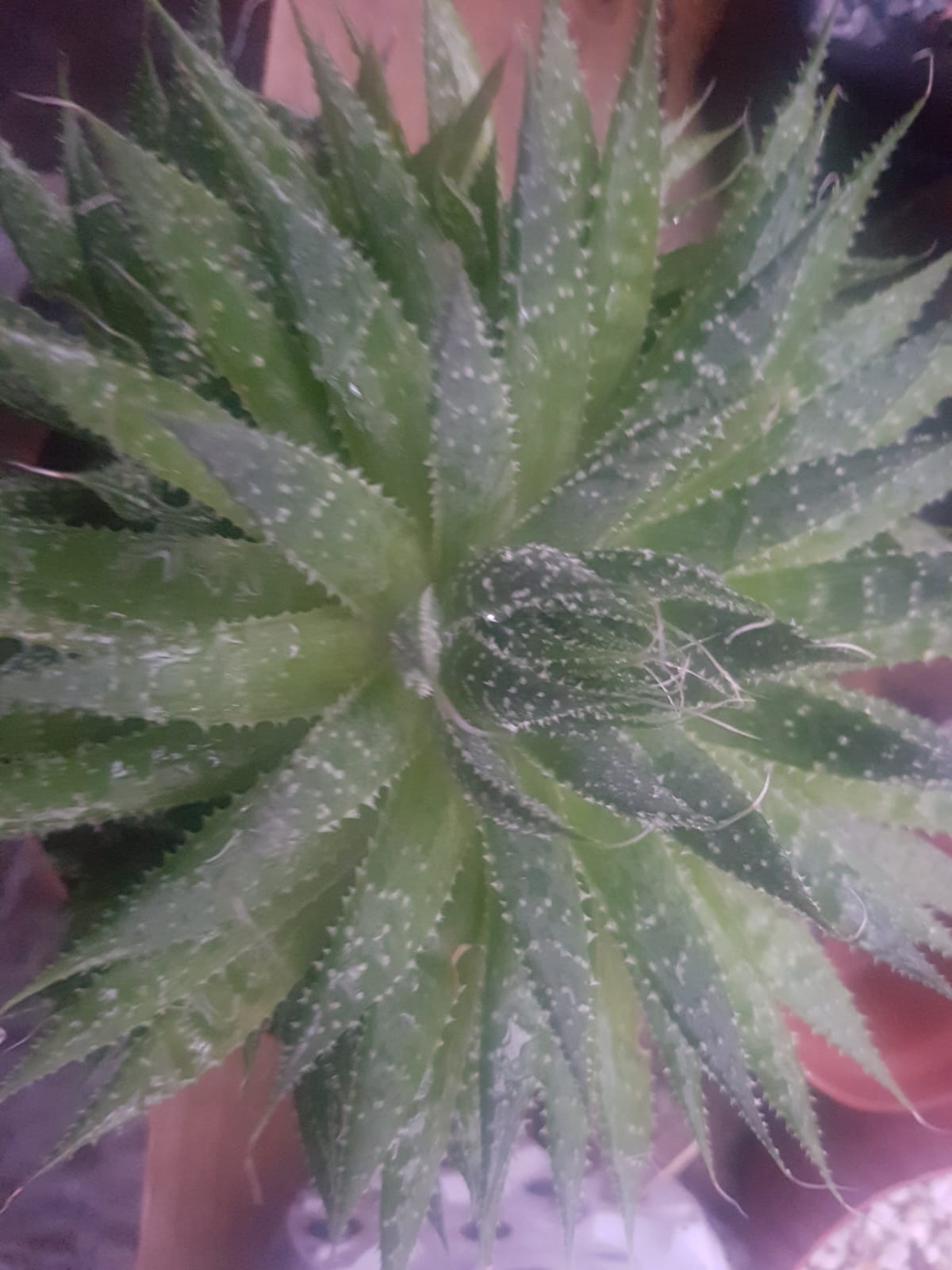 ALOE SAPONARIA - ALOE MACULATA