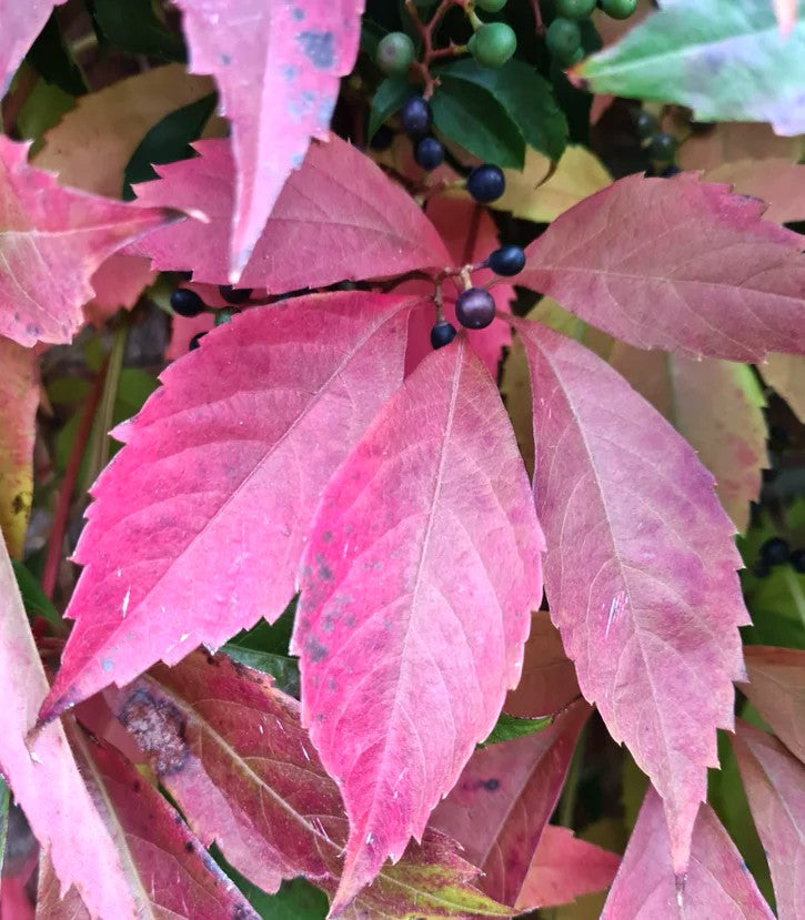 AMPELOPSIS TRICUSPIDATA