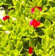 APTENIAS CORDIFLORA- CABELLERA DE LA REINA