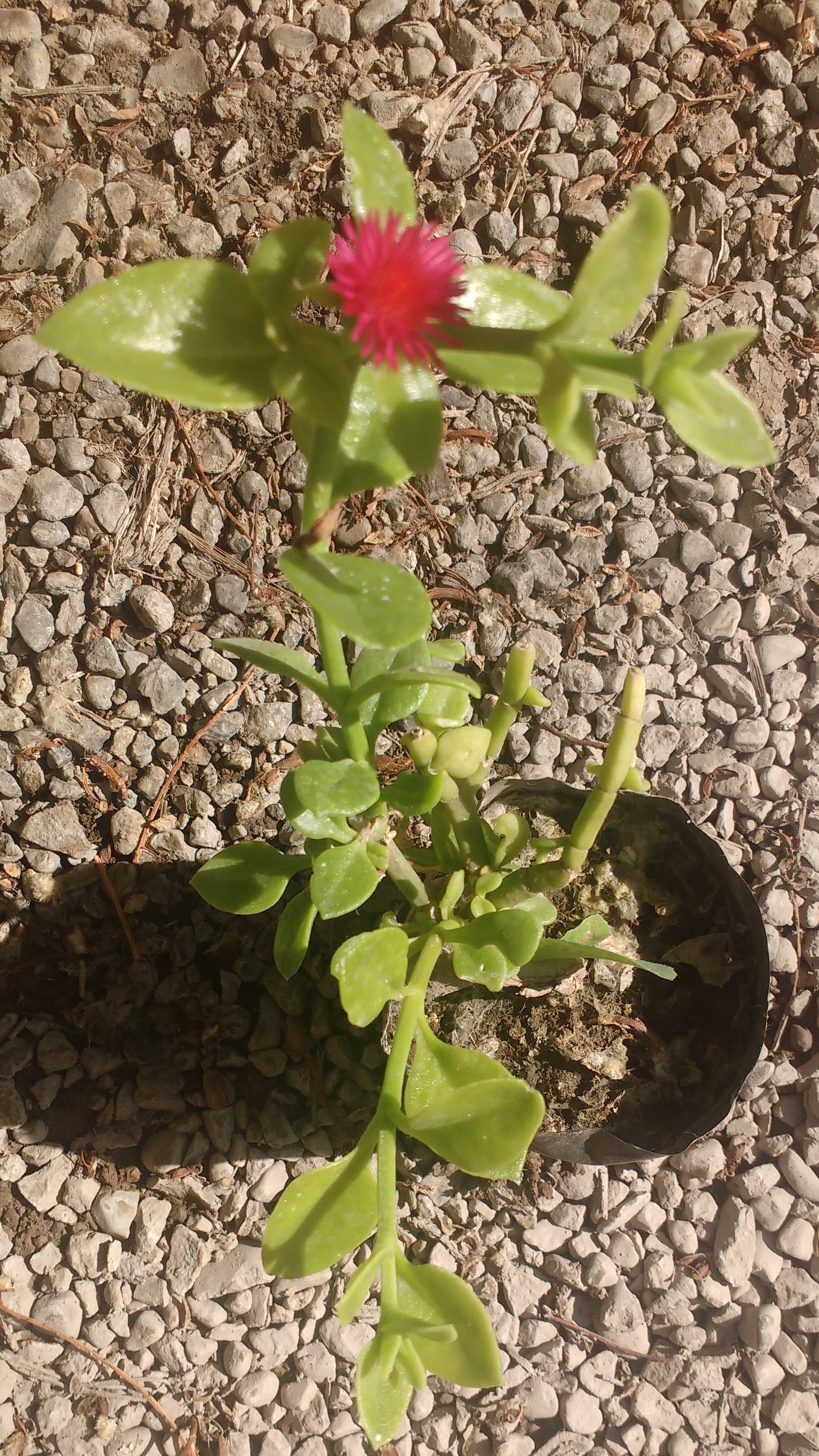 APTENIAS CORDIFLORA- CABELLERA DE LA REINA