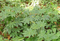 ARALIA JAPONICA – FATSIA JAPONICA