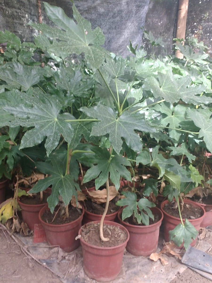 ARALIA JAPONICA – FATSIA JAPONICA