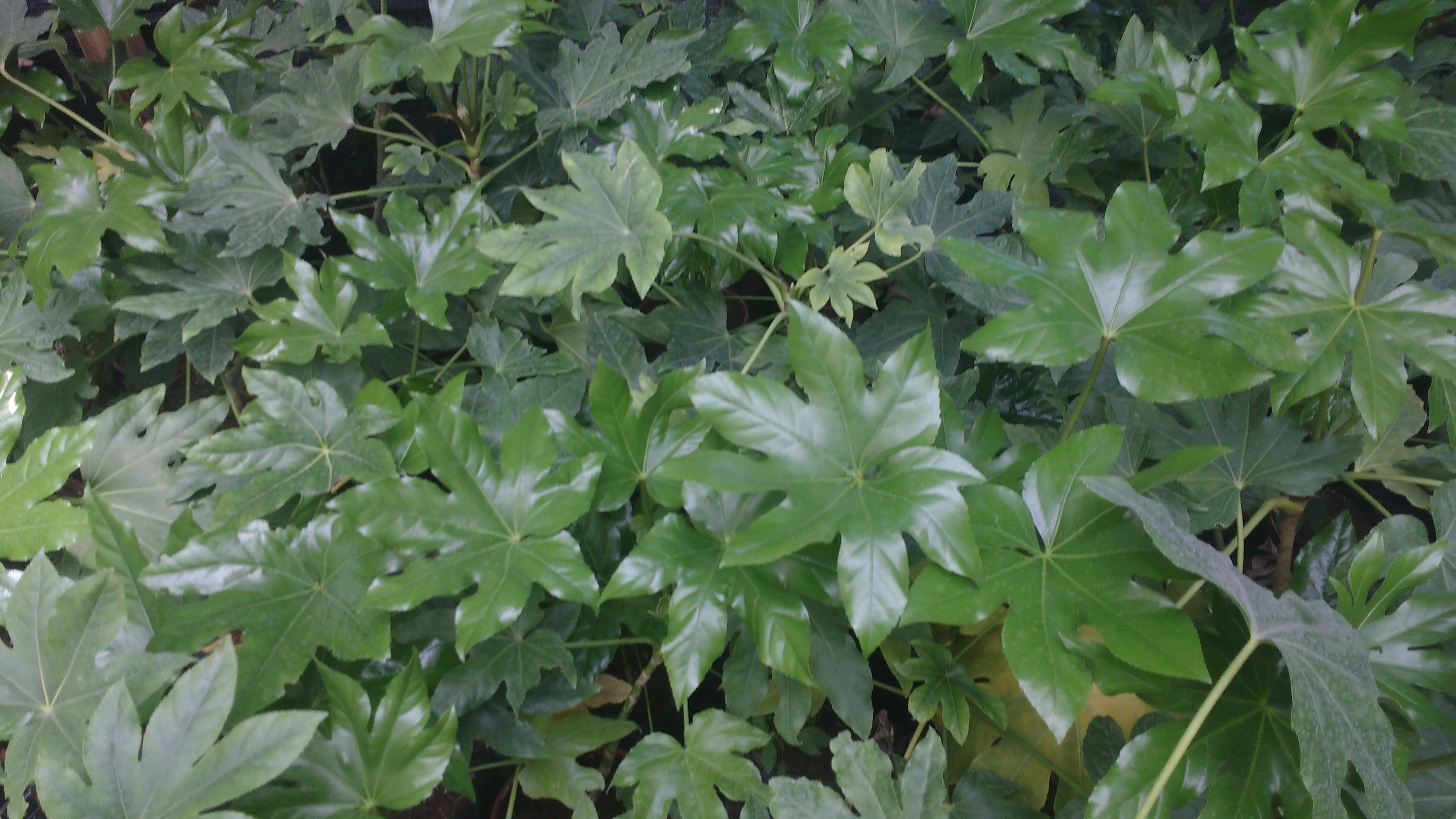 ARALIA JAPONICA – FATSIA JAPONICA