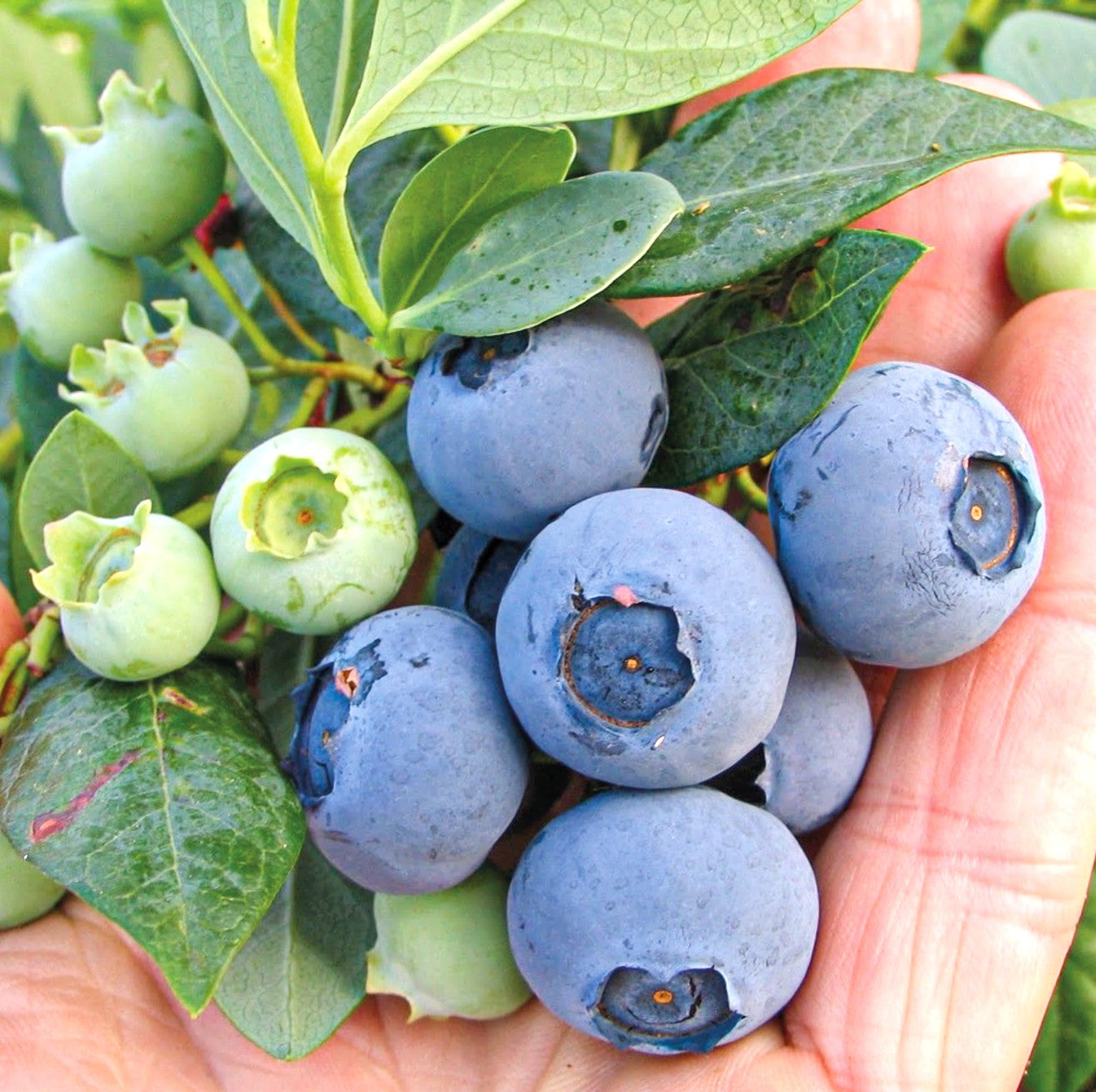 ARANDANOS O´NEAL 1,00