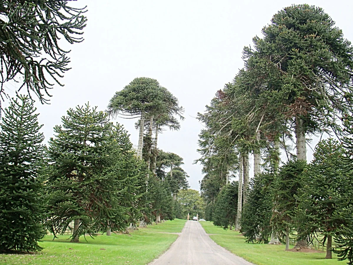 ARAUCARIA CHILENA - ARAUCANA 0,40