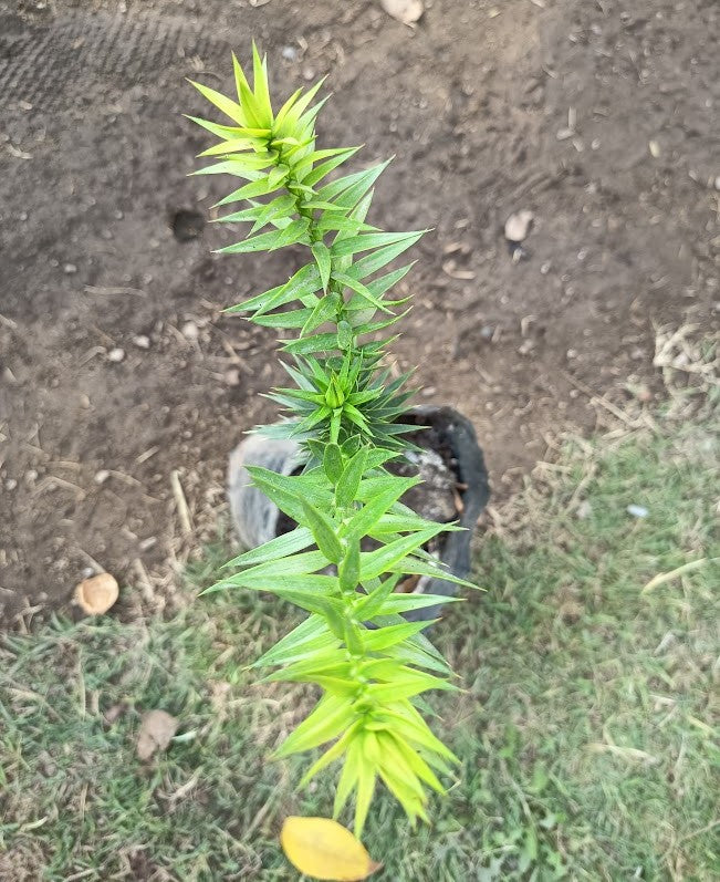 ARAUCARIA CHILENA - ARAUCANA 0,40