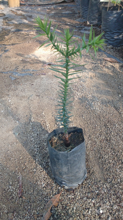 ARAUCARIA CHILENA - ARAUCANA 0,30
