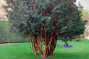 ARRAYAN - LUMA APICULATA 0,70 A 1,00M