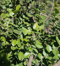 ARRAYAN - LUMA APICULATA 0,70 A 1,00M
