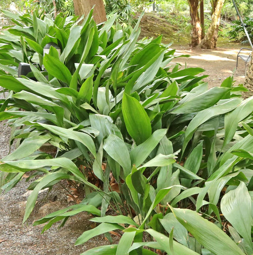 ASPIDISTRAS ELATIOR