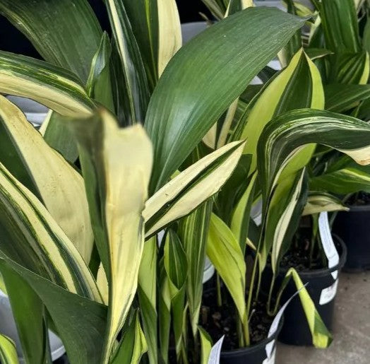 ASPIDISTRAS ELATIOR VARIEGATA