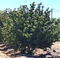 AVELLANO EUROPEO - CORYLUS AVELLANA