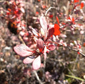 BERBERIS ROJO - BERBERIS THUNBERGII ATROPURPUREA