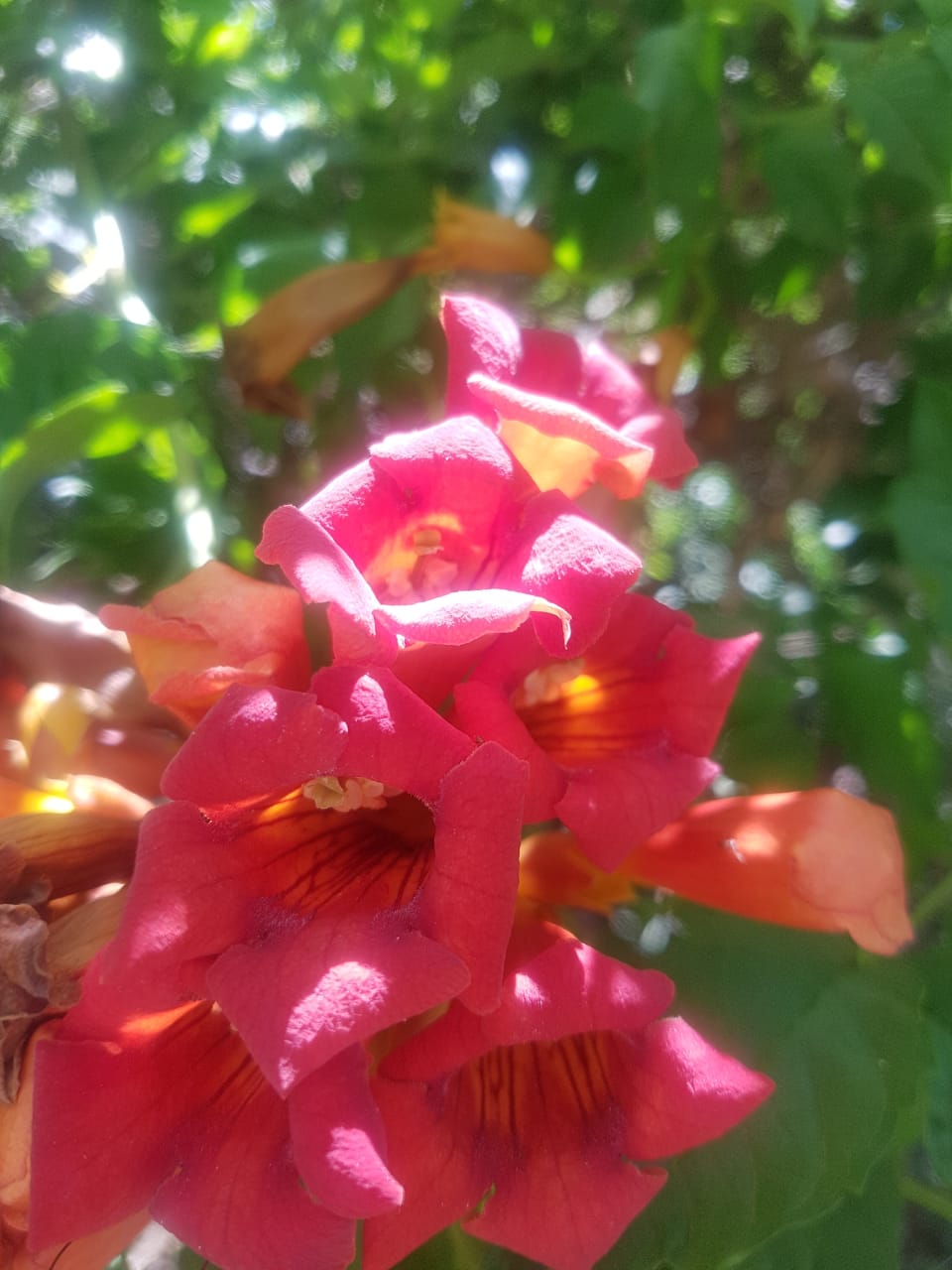 BIGNONIA ROJA - CAMPSIS RADICANS