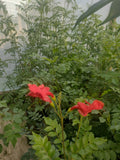 BIGNONIA ROJA - CAMPSIS RADICANS