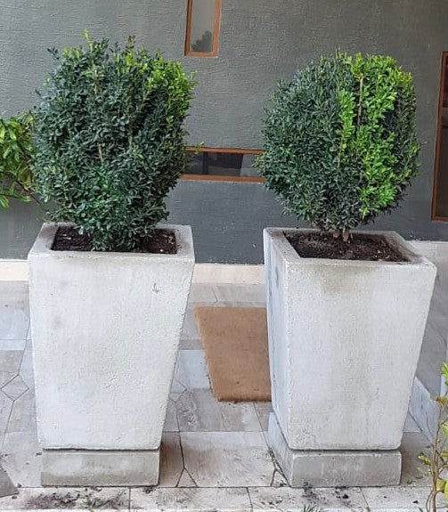 BOJ BOLA - BUXUS SEMPERVIRENS 30 cm