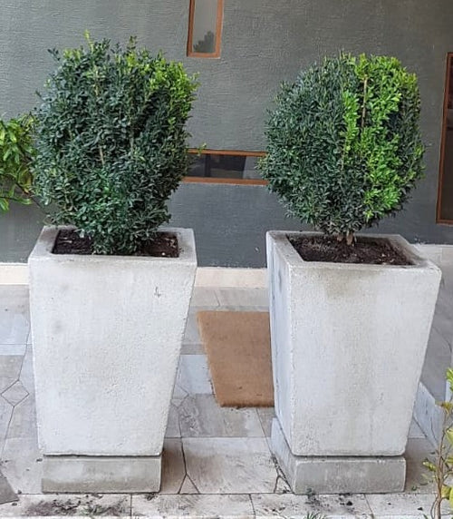 BOJ BOLA - BUXUS SEMPERVIRENS 50 cm