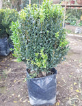 BOJ BOLA - BUXUS SEMPERVIRENS 50 cm