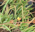 BULBINES – BULBINE FRUTESCENS