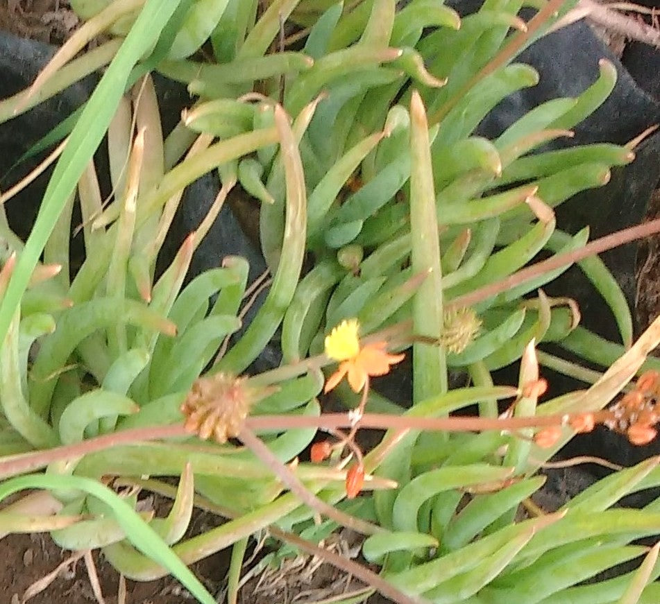BULBINES – BULBINE FRUTESCENS