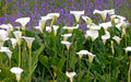 CALA BLANCA ENANA – ZANTEDESCHIA AETHIOPICA VAR NANA
