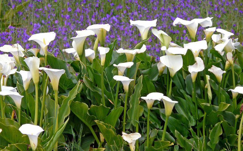 CALA BLANCA ENANA – ZANTEDESCHIA AETHIOPICA VAR NANA