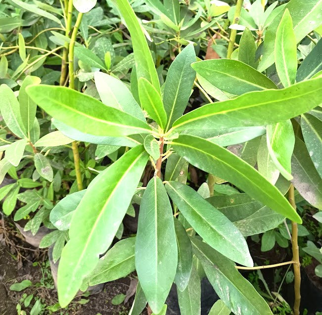 CANELO - DRIMYS WINTERI 1,40 A 1,60