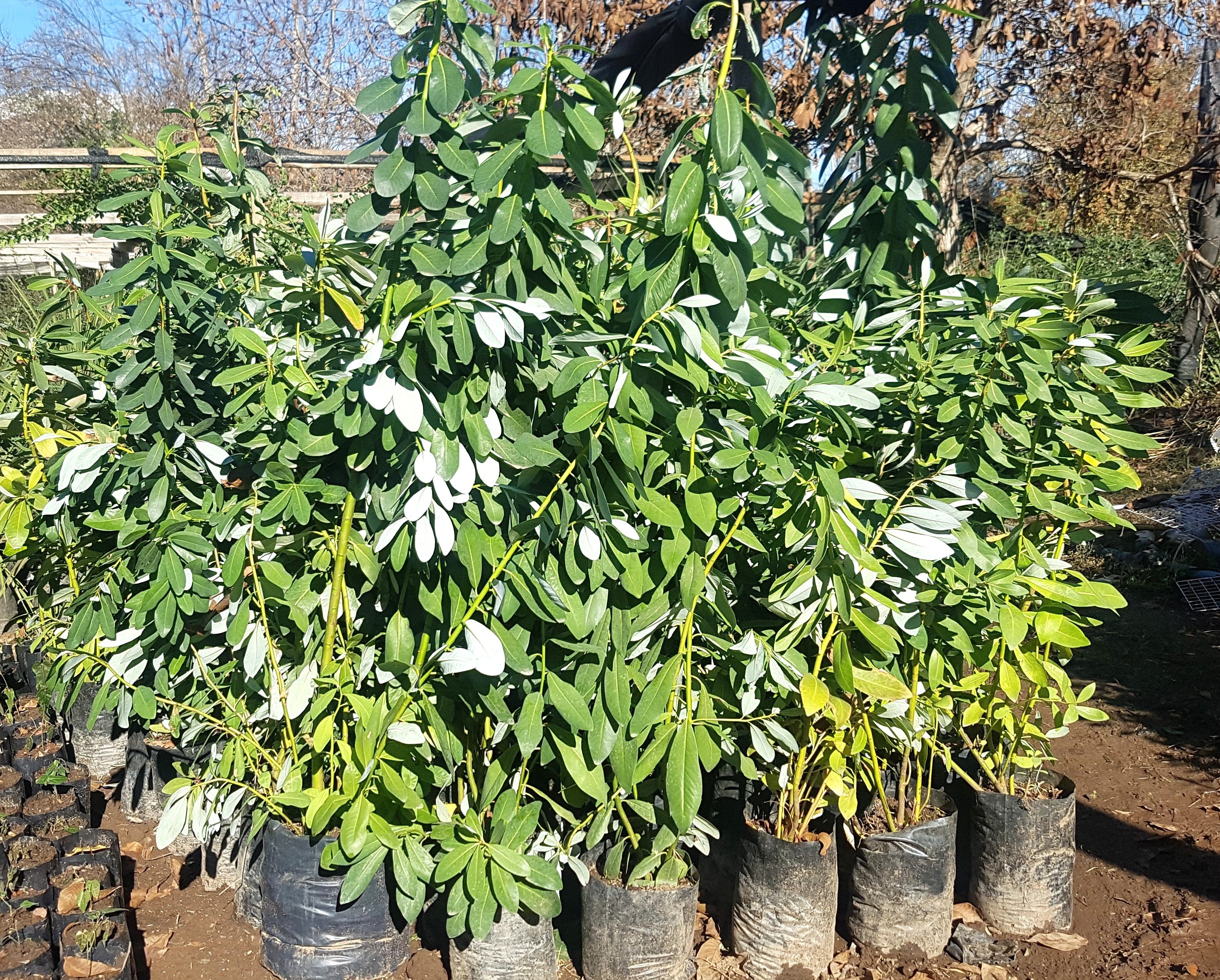 CANELO - DRIMYS WINTERI 1,40 A 1,60