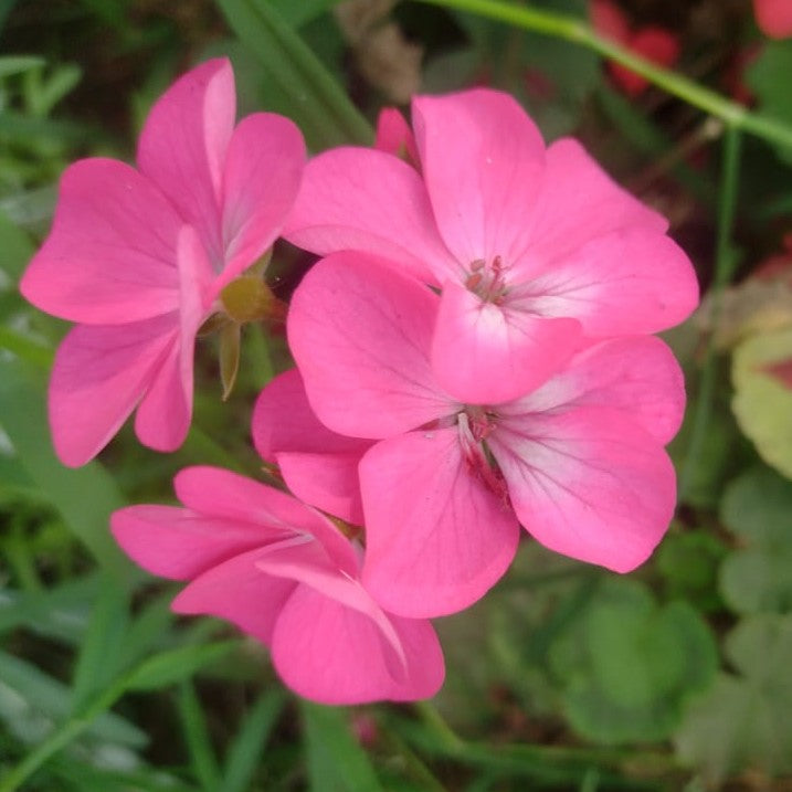 CARDENALES - GERANIO ZONAL O PELARGONIO ZONALE