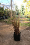 CAREX BRONCE – CAREX COMANS BRONZE