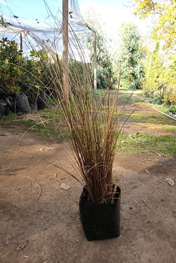 CAREX BRONCE – CAREX COMANS BRONZE