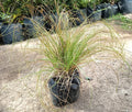 CAREX FLAGELLIFERA – CAREX FLAGELLIFERA