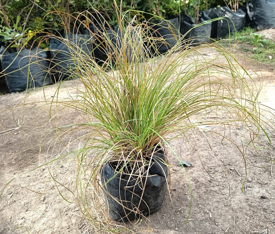 CAREX FLAGELLIFERA – CAREX FLAGELLIFERA