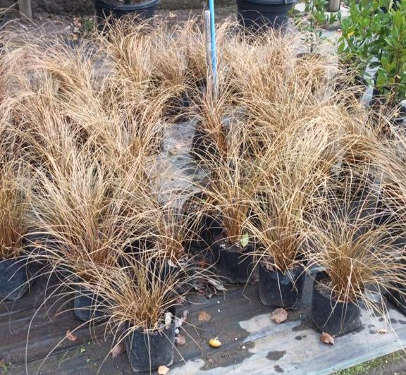 CAREX BRONCE - CAREX COMANS BRONZE