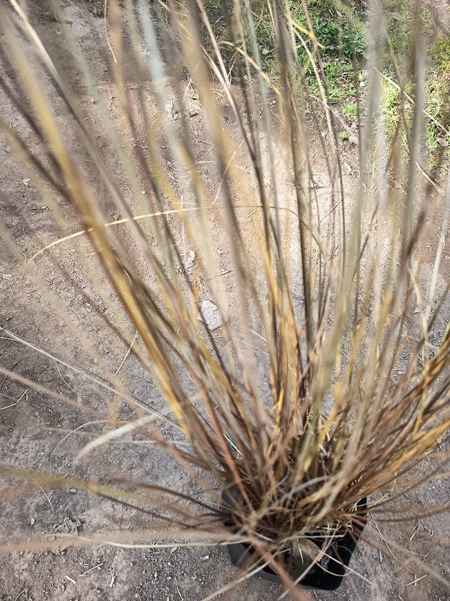 CAREX BRONCE - CAREX COMANS BRONZE