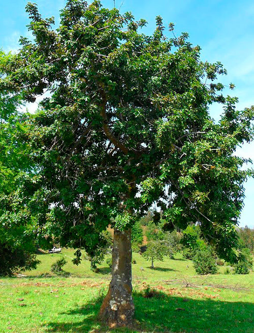 CASTAÑO MARRON DORE 1,60